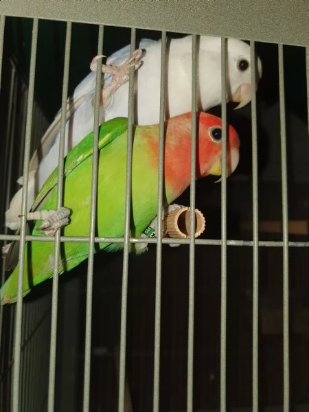 pappagalli inseparabili -roseicollis | Foto 2