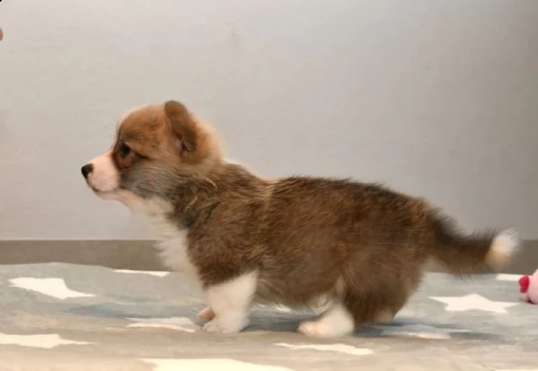cuccioli di welsh corgi pembroke