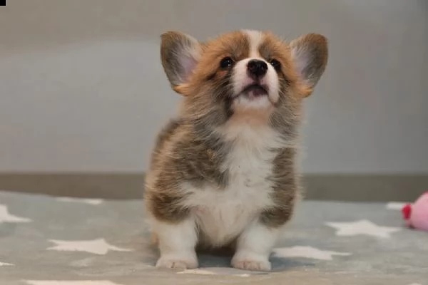cuccioli di welsh corgi pembroke | Foto 4
