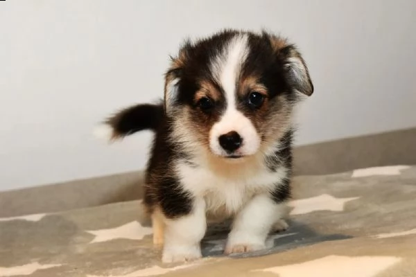 cuccioli di welsh corgi pembroke | Foto 3