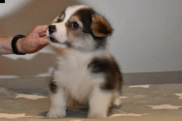 cuccioli di welsh corgi pembroke | Foto 1