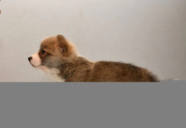 cuccioli di welsh corgi pembroke | Foto 0