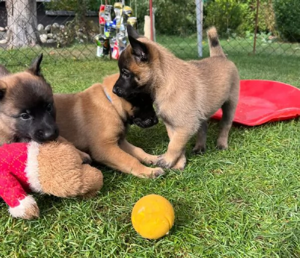 cuccioli pastore belga malinois maschio e femmina