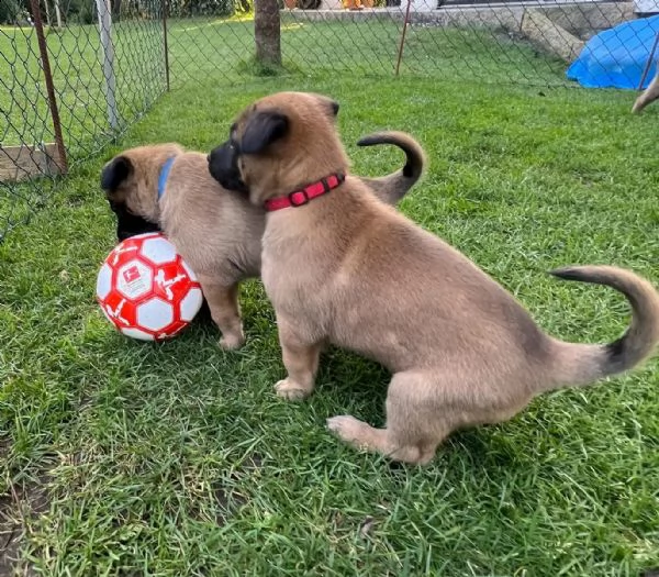 cuccioli pastore belga malinois maschio e femmina | Foto 2