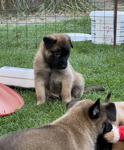 cuccioli pastore belga malinois maschio e femmina | Foto 1