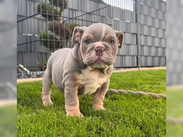 cuccioli di bulldog inglesebulldog inglese