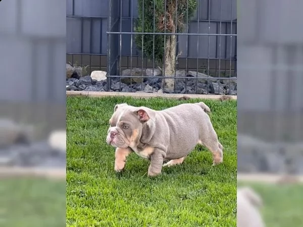 cuccioli di bulldog inglesebulldog inglese | Foto 4