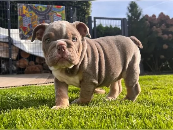 cuccioli di bulldog inglesebulldog inglese | Foto 3