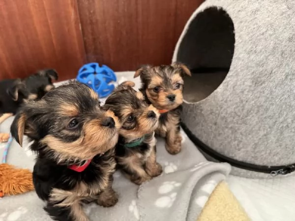 cuccioli yorkshire terrier | Foto 2