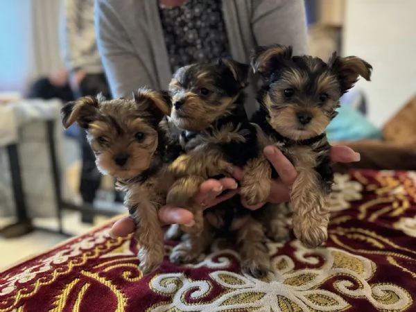 cuccioli yorkshire terrier