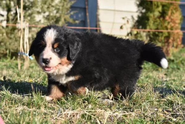 Cuccioli di BOVARO DEL BERNESE con Pedigree | Foto 2