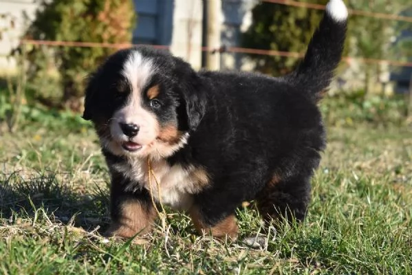 Cuccioli di BOVARO DEL BERNESE con Pedigree | Foto 0