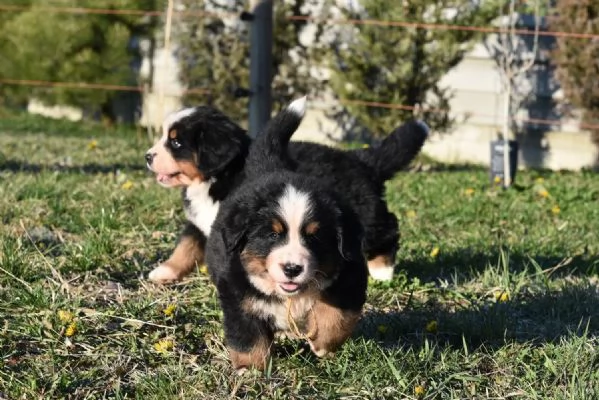 Cuccioli di BOVARO DEL BERNESE con Pedigree