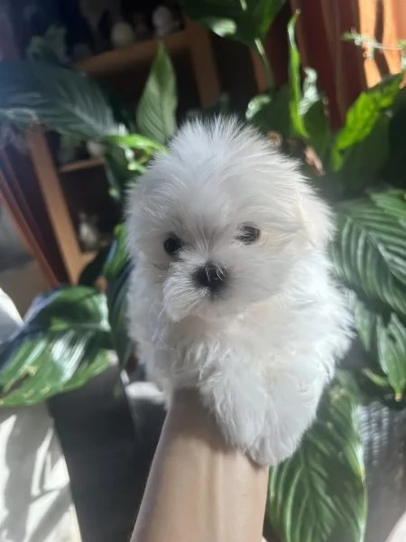 Bellissimi cuccioli di maltese toy disponibili da subito | Foto 2
