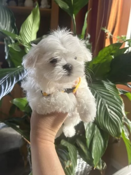 Bellissimi cuccioli di maltese toy disponibili da subito | Foto 1