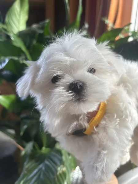 Bellissimi cuccioli di maltese toy disponibili da subito