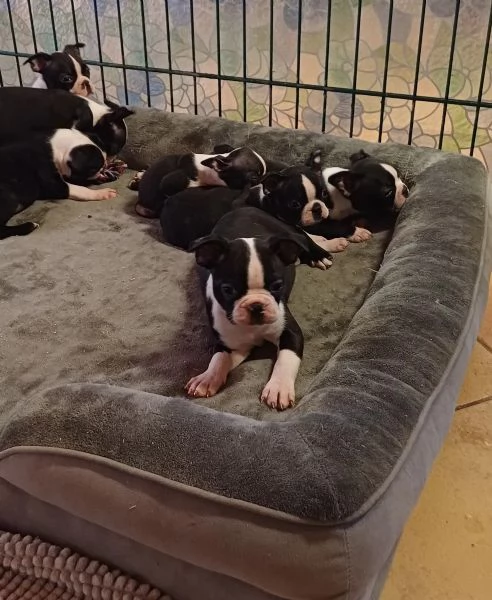 Boston Terrier cuccioli pedigree e test g | Foto 3