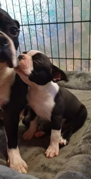 Boston Terrier cuccioli pedigree e test g | Foto 2