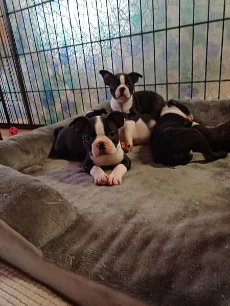 Boston Terrier cuccioli pedigree e test g | Foto 1
