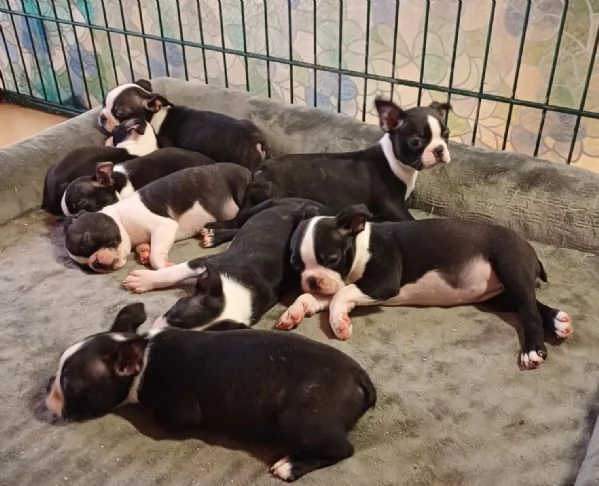 Boston Terrier cuccioli pedigree e test g | Foto 0