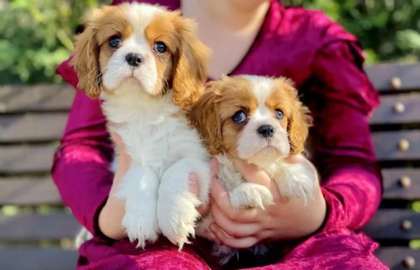 Cuccioli di Cavalier King Charles | Foto 2