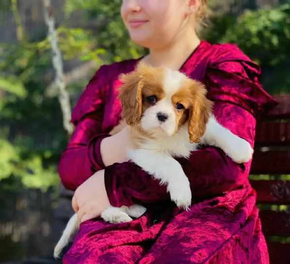 Cuccioli di Cavalier King Charles