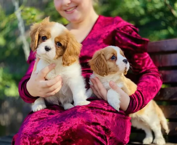 Cuccioli di Cavalier King Charles | Foto 1