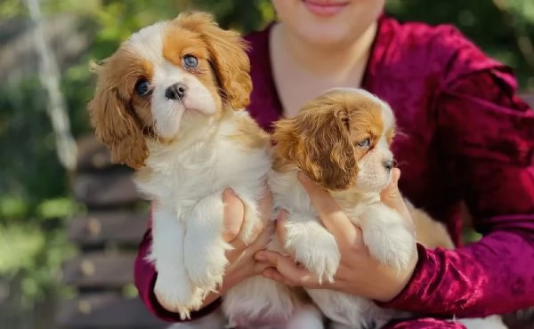 Cuccioli di Cavalier King Charles | Foto 0