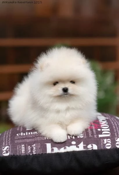 Volpino Pomerania Toy | Foto 0