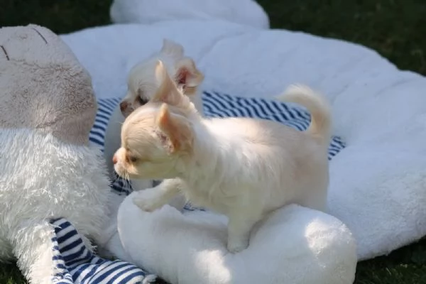 bellissimi cuccioli di chihuahua | Foto 2