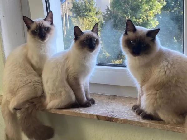 Siamese balinesepurosangue Chocolate Point razza molto rara | Foto 2
