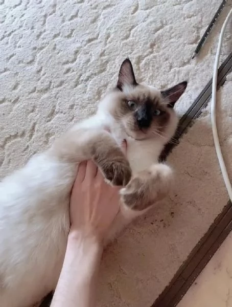 Siamese balinesepurosangue Chocolate Point razza molto rara | Foto 1