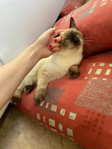 Siamese balinesepurosangue Chocolate Point razza molto rara | Foto 0