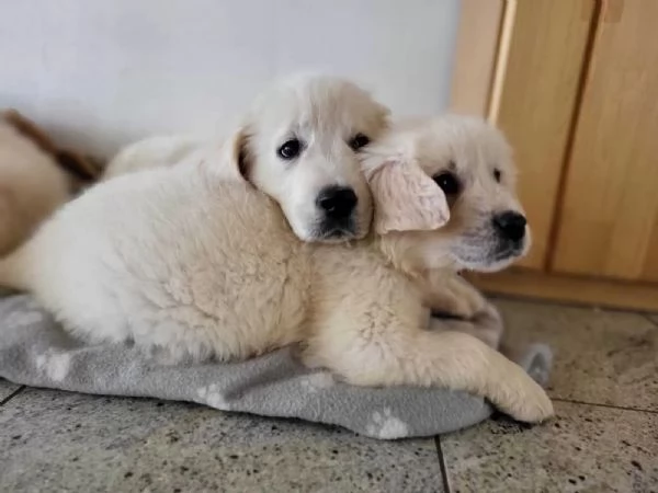 Splendidi cuccioli di Golden Retriever di ottima genealogia | Foto 2