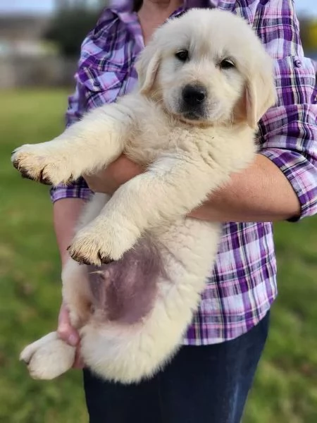 Splendidi cuccioli di Golden Retriever di ottima genealogia