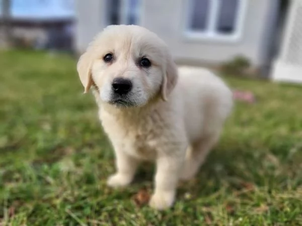 Splendidi cuccioli di Golden Retriever di ottima genealogia | Foto 1