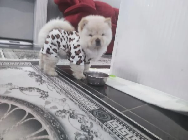 Chow Chow Cuccioli Disponibili | Foto 1