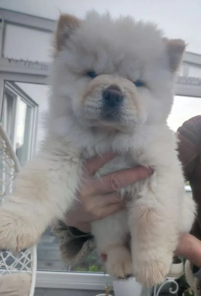 Chow Chow Cuccioli Disponibili