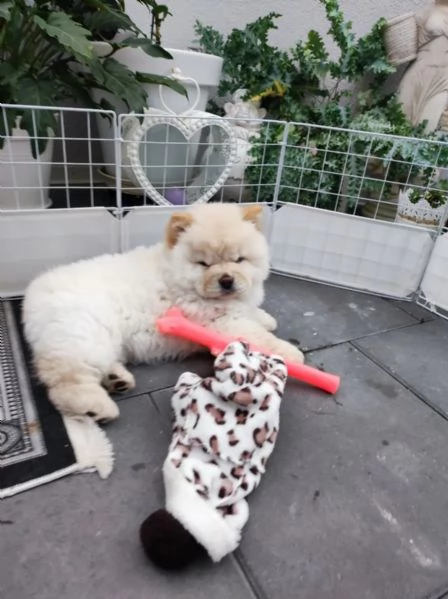 Chow Chow Cuccioli Disponibili | Foto 0
