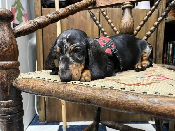 CUCCIOLI BASSOTTO NANO PELO CORTO NERO FOCATO E FULVO | Foto 1