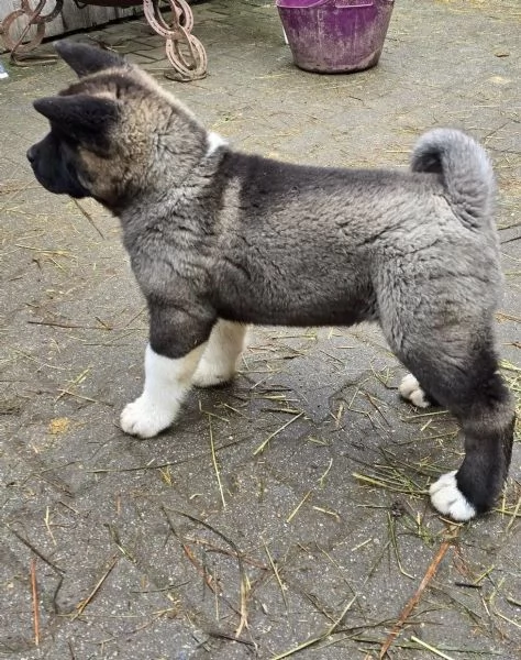 Cuccioli di Akita giapponese con pedigree | Foto 3
