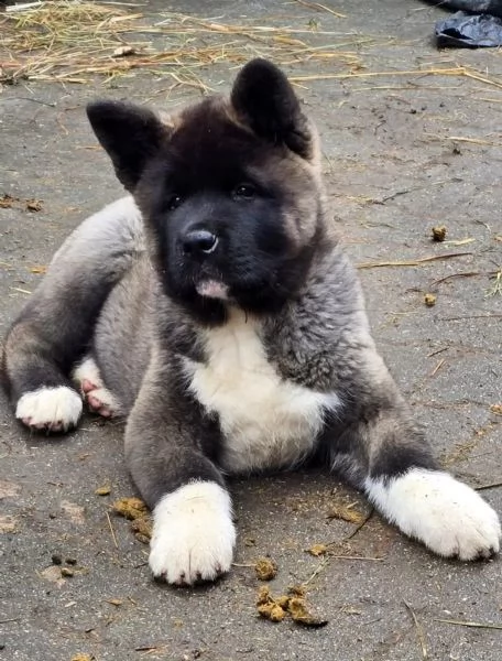 Cuccioli di Akita giapponese con pedigree | Foto 2