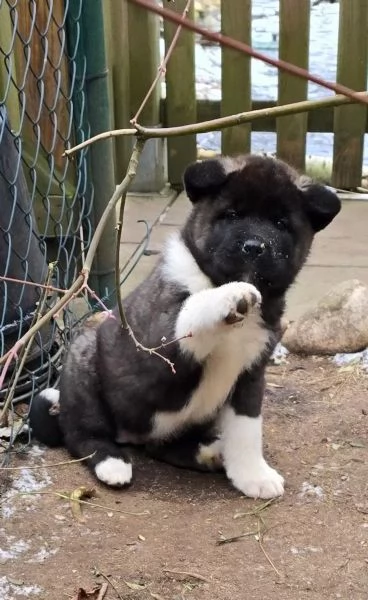 Cuccioli di Akita giapponese con pedigree