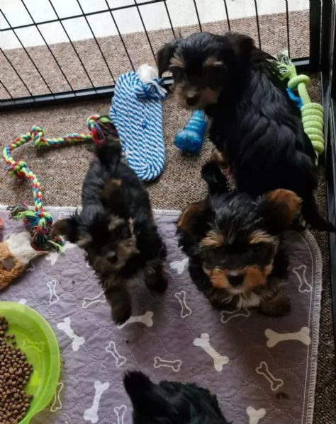 YORKSHIRE CON PEDIGREE ENCI | Foto 1