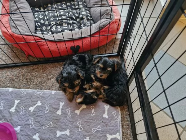 YORKSHIRE CON PEDIGREE ENCI | Foto 0