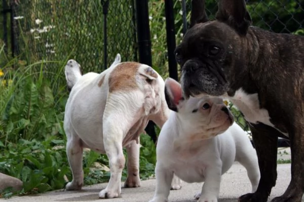 cuccioli di bouledogue francesi | Foto 0