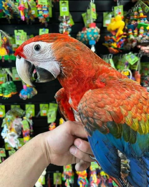 CAPRI MACAW HYBRID RED | Foto 6