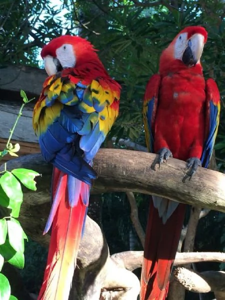 CAPRI MACAW HYBRID RED | Foto 5