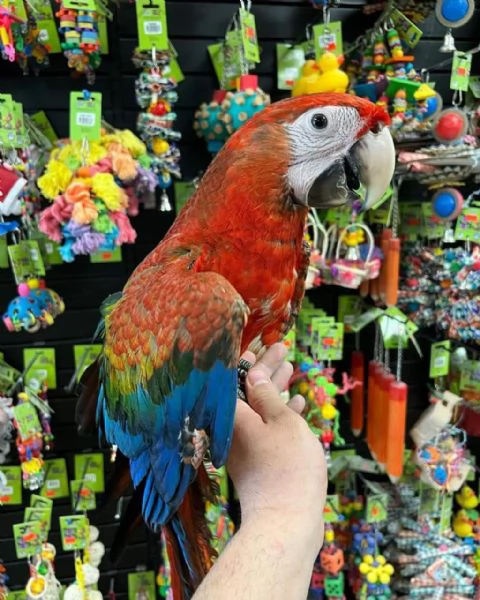 CAPRI MACAW HYBRID RED | Foto 4