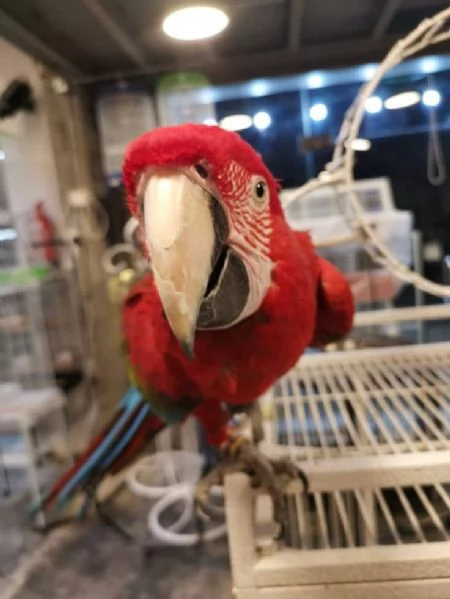 CAPRI MACAW HYBRID RED | Foto 3